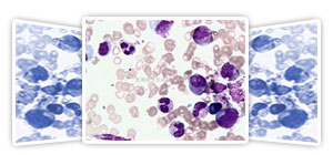 各种组织学试剂，包括固定液和染色液